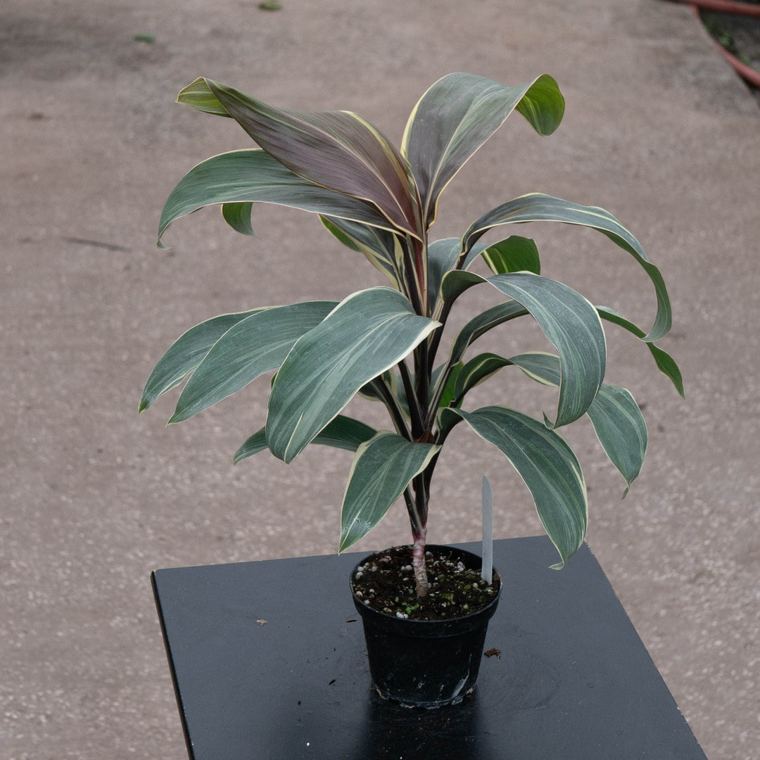 Gabriella Plants Cordyline 4" Cordyline fruticosa &