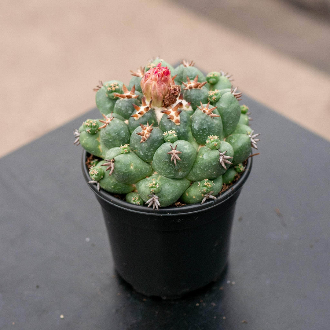 Mikro bikini seksual foto galereyasi Onam va dadam yapon tilida jinsiy aloqa