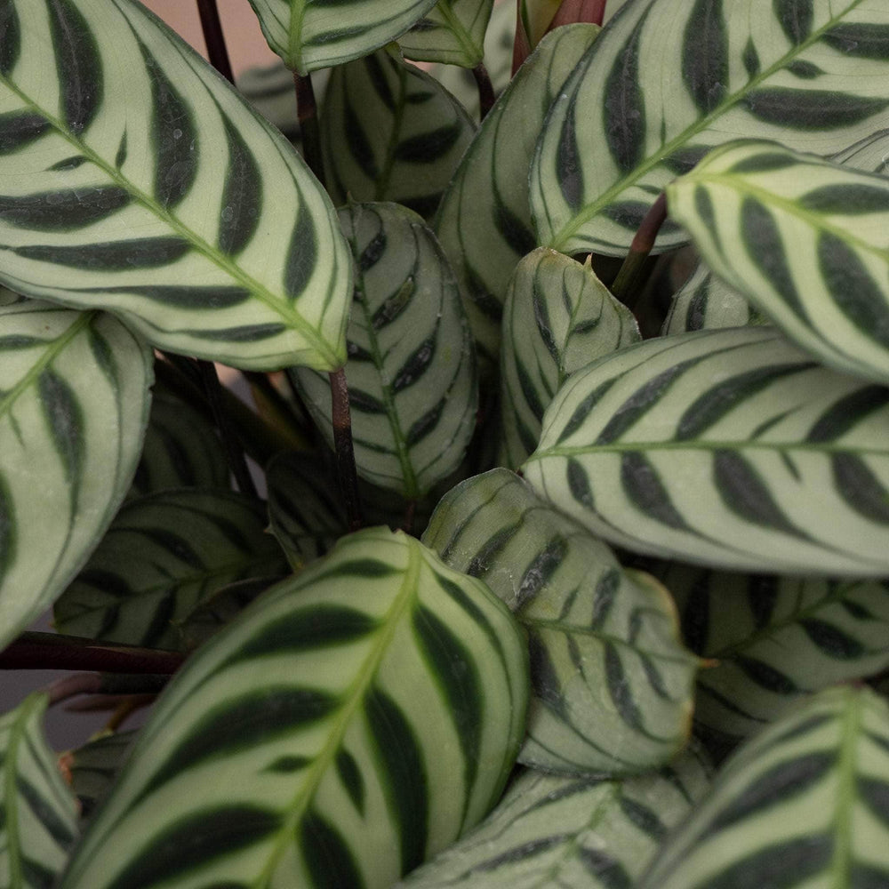 Gabriella Plants Other 4" Ctenanthe burle-marxii
