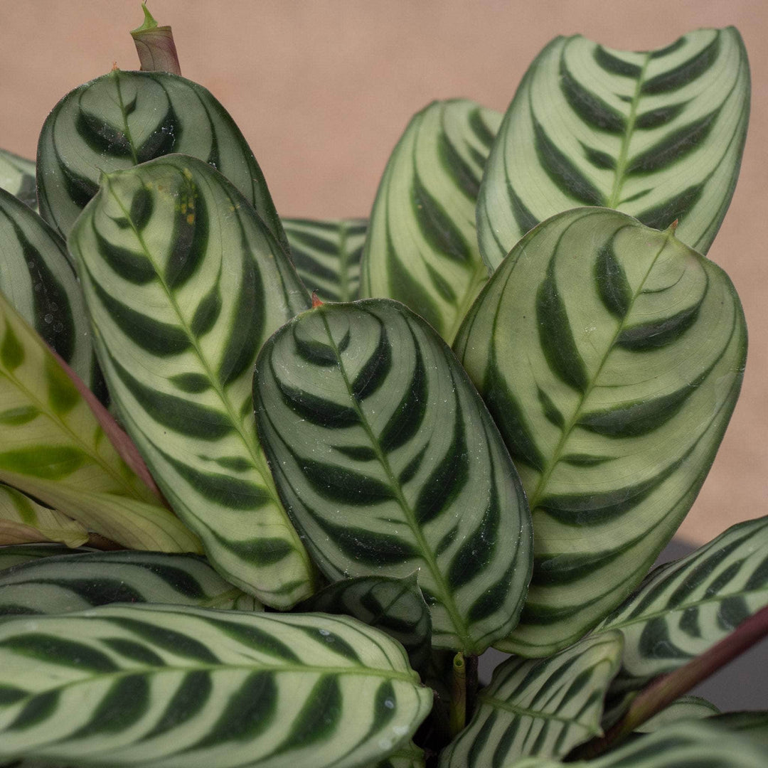 burle marx prayer plant Ctenanthe burle-marxii