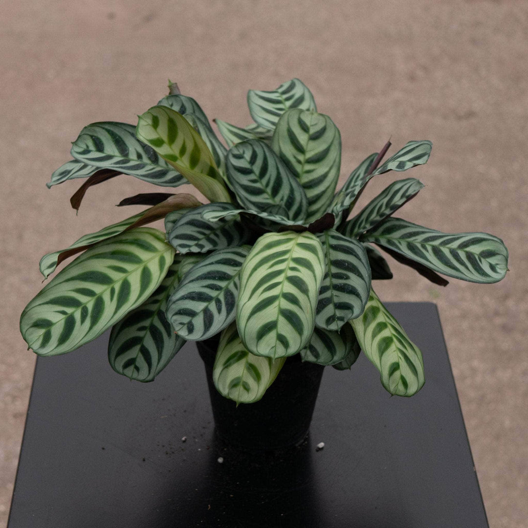prayer plant ctenanthe Ctenanthe burle-marxii
