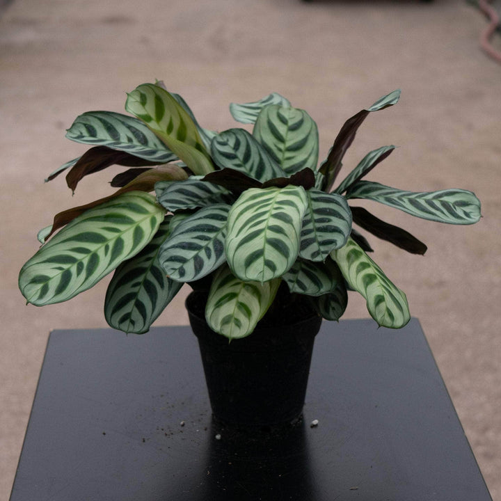 Gabriella Plants Other 4" Ctenanthe burle-marxii