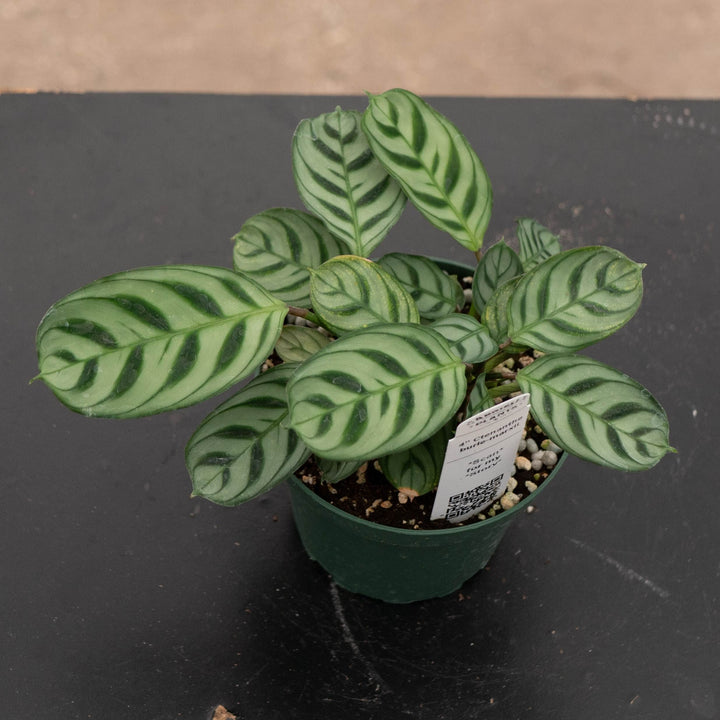 Gabriella Plants Other 4" Ctenanthe burle-marxii