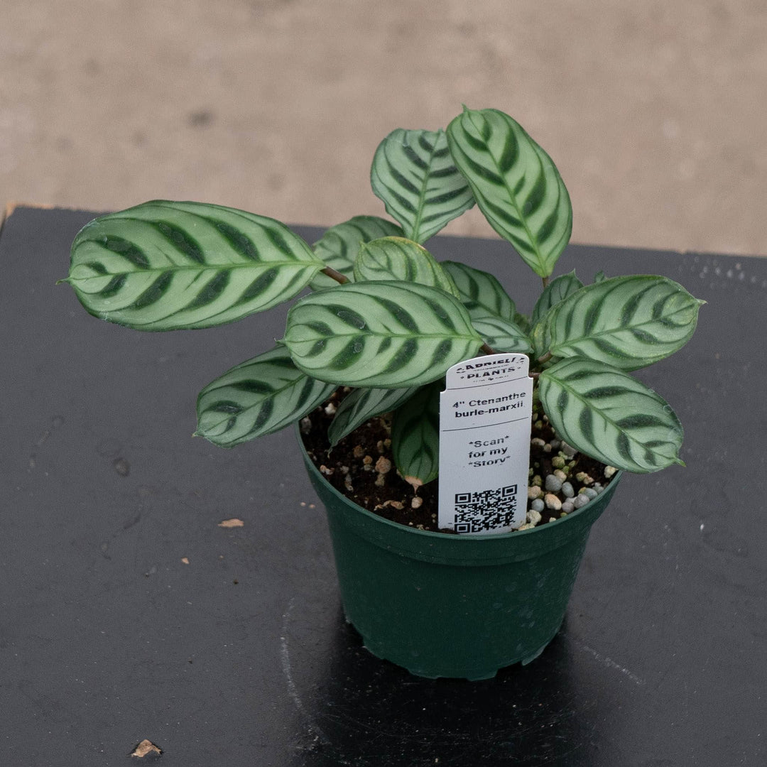 Gabriella Plants Other 4" Ctenanthe burle-marxii