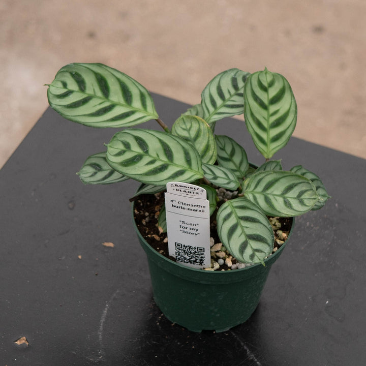 Gabriella Plants Other 4" Ctenanthe burle-marxii
