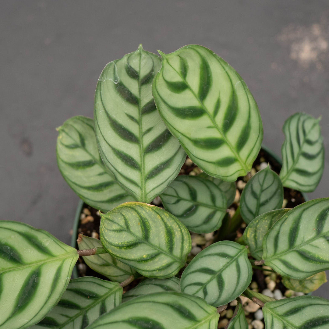 Gabriella Plants Other 4" Ctenanthe burle-marxii