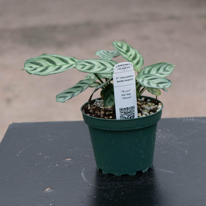 Gabriella Plants Other 4" Ctenanthe burle-marxii