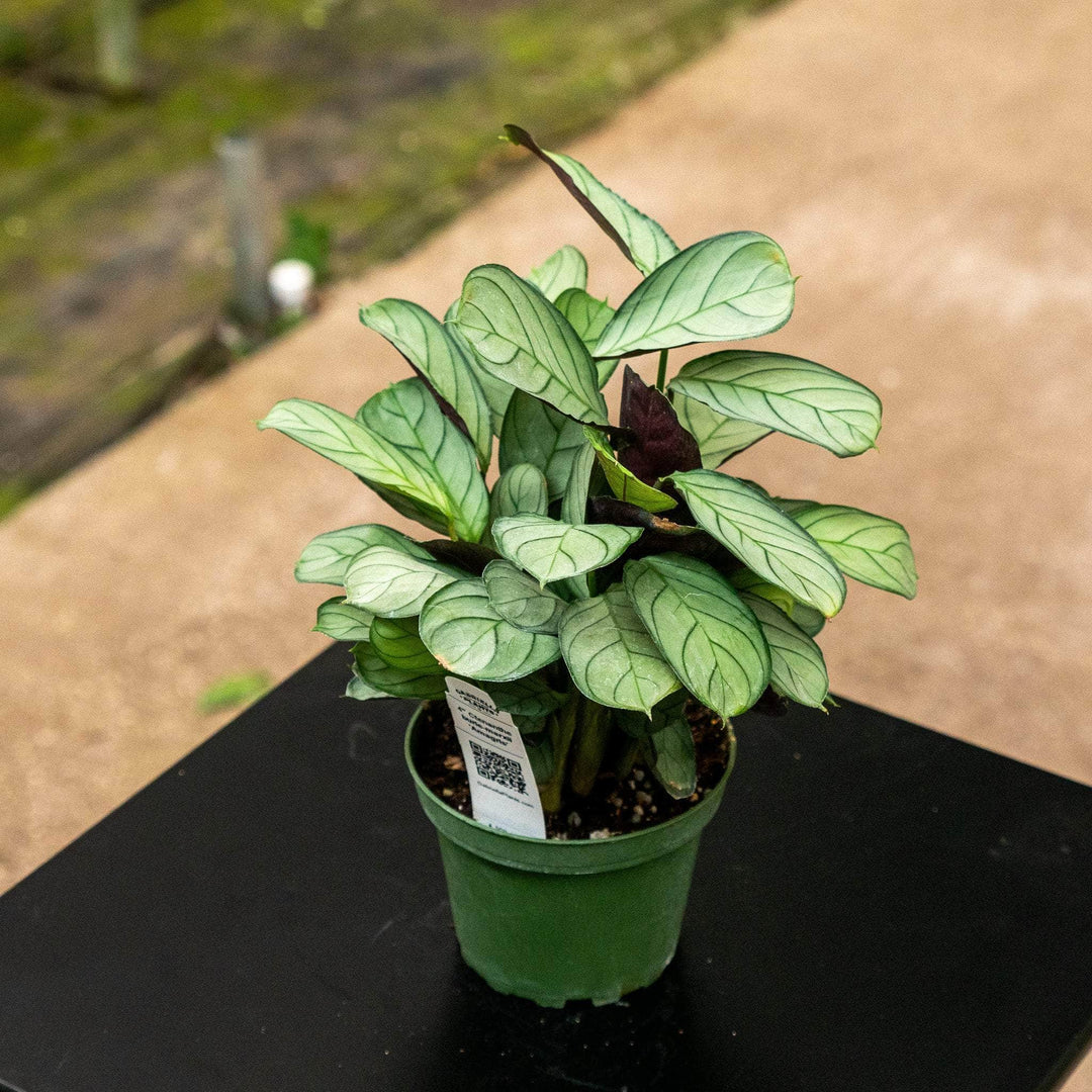 Calathea Amagri - Ctenanthe burle-marxii 'Amagris' main image 0