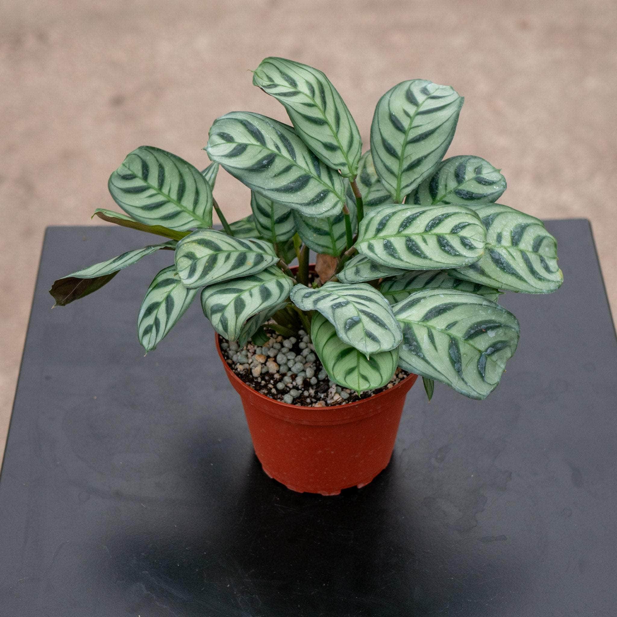 ctenanthe burle-marxii - fishbone prayer plant Ctenanthe burle-marxii 'Amagris'