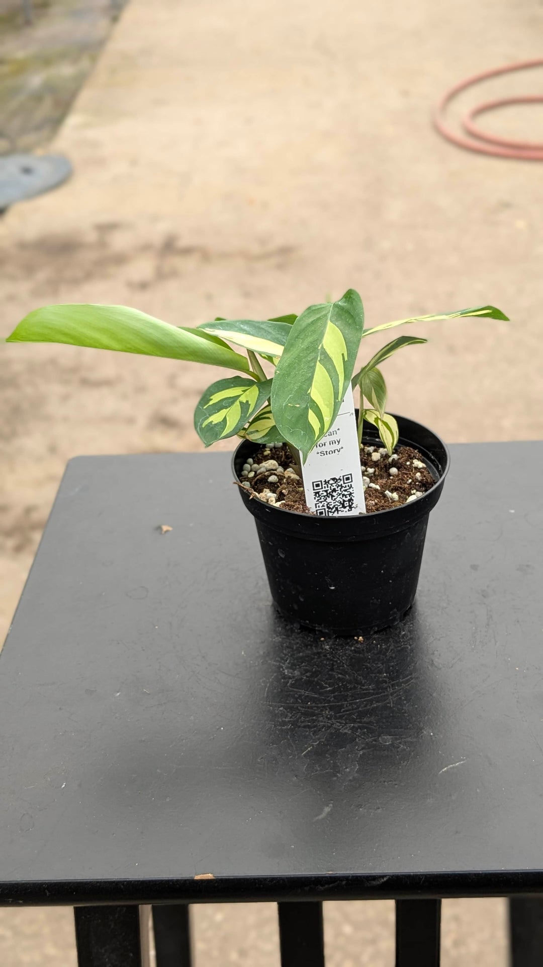 Gabriella Plants Other 4" Ctenanthe lubbersiana