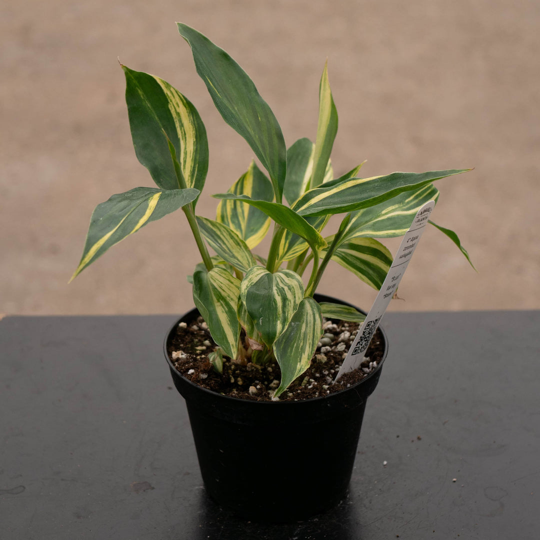 Gabriella Plants Other 4" Ctenanthe lubbersiana