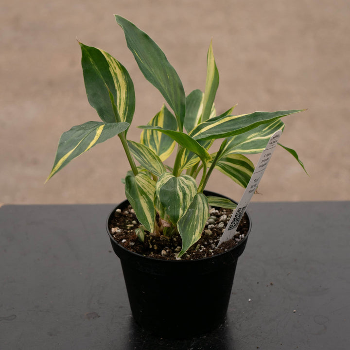 Gabriella Plants Other 4" Ctenanthe lubbersiana