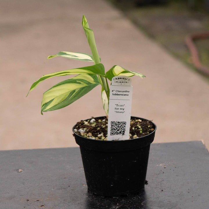 Gabriella Plants Other 4" Ctenanthe lubbersiana