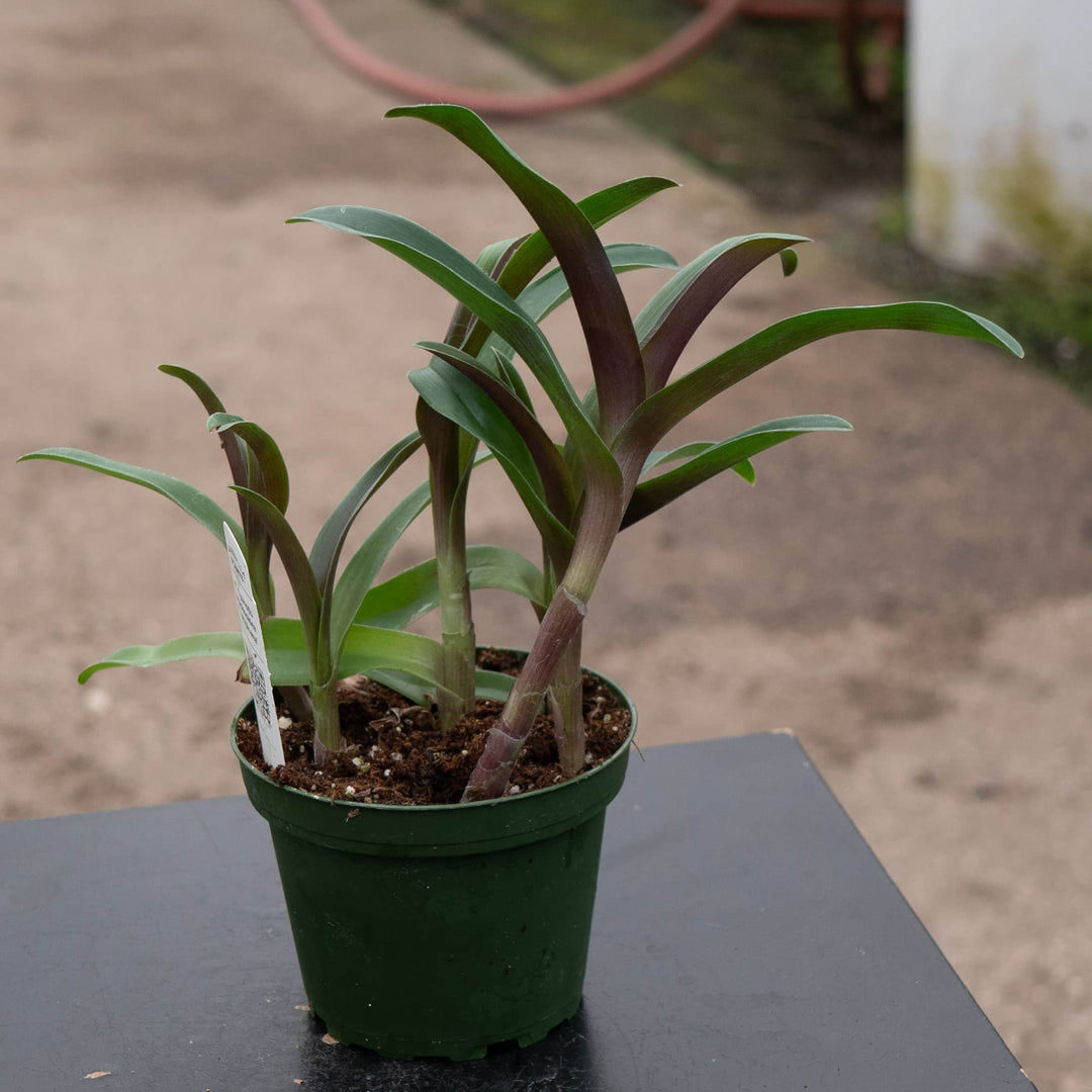 Gabriella Plants Other 4" Cyanotis arachnoidea 'Tampicana'