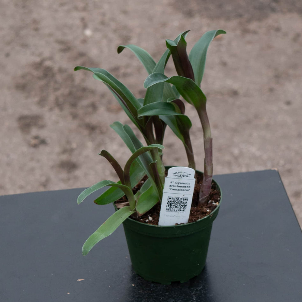 Gabriella Plants Other 4" Cyanotis arachnoidea 'Tampicana'