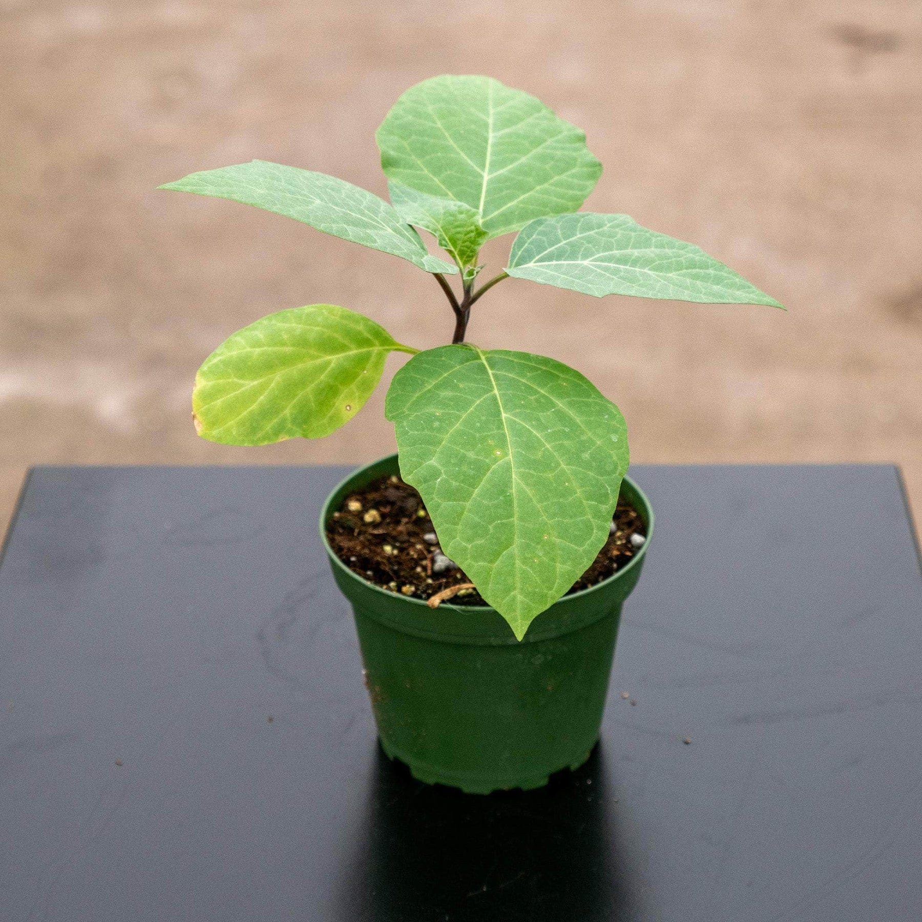 datura plant in pot Datura metel 'Fastuosa'