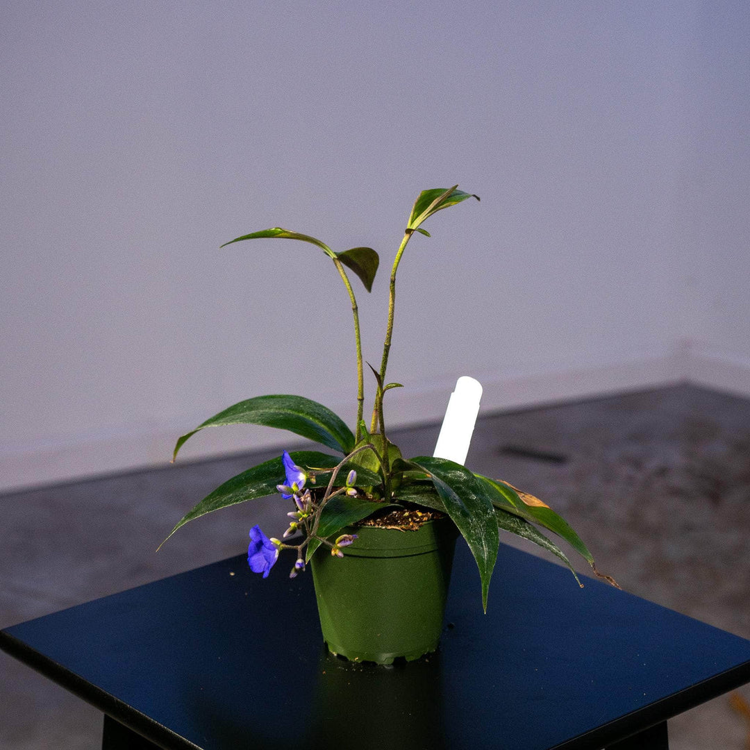 blue ginger plant indoors Dichorisandra penduliflora "Weeping Blue Ginger"