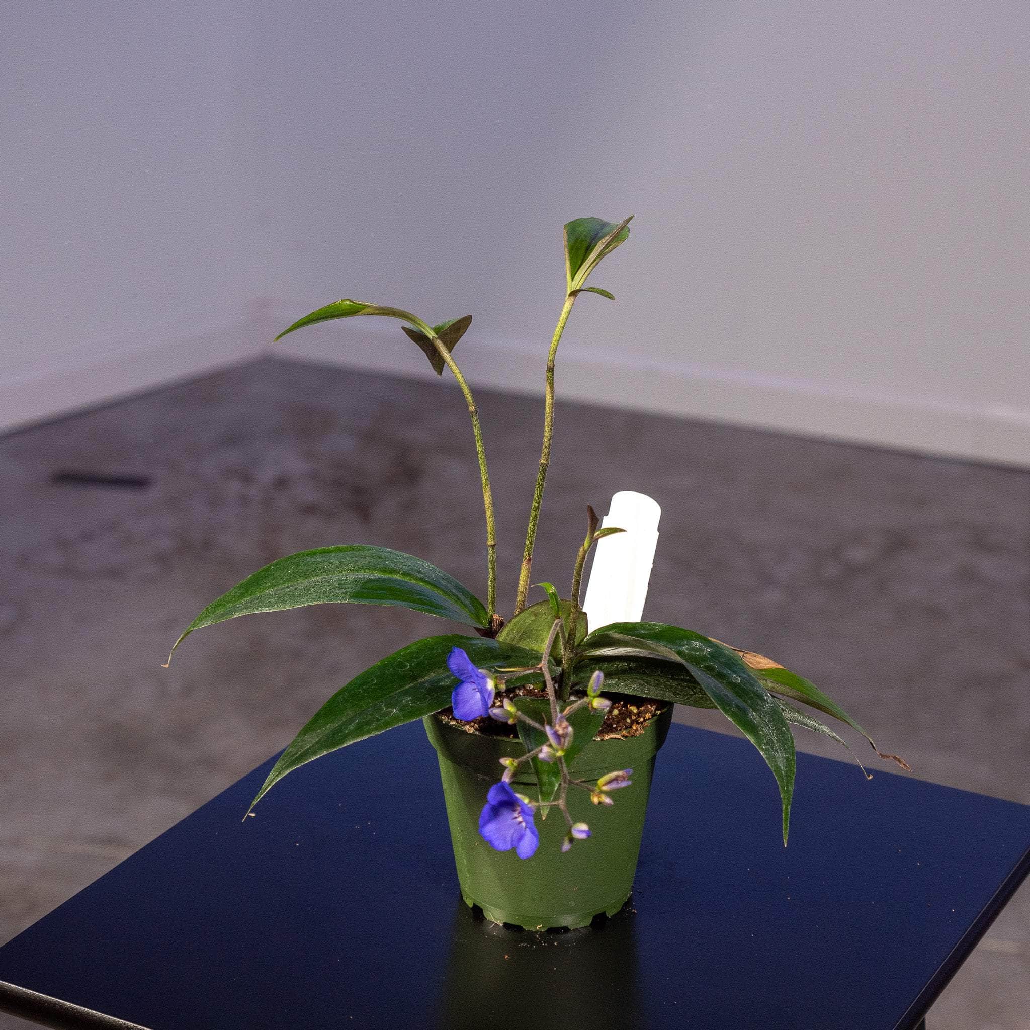 Gabriella Plants Other 4" Dichorisandra penduliflora "Weeping Blue Ginger"