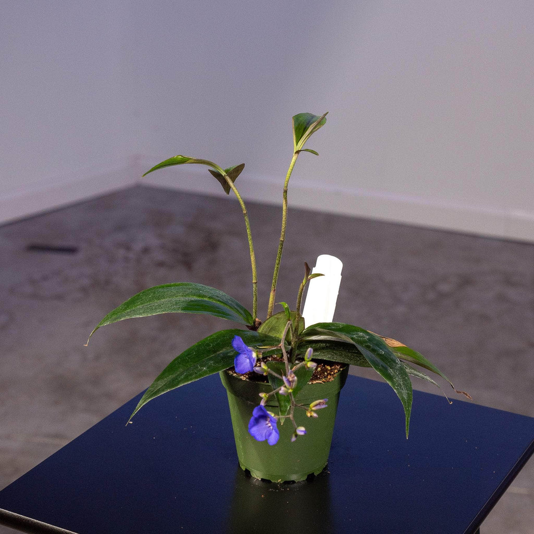 Gabriella Plants Other 4" Dichorisandra penduliflora "Weeping Blue Ginger"