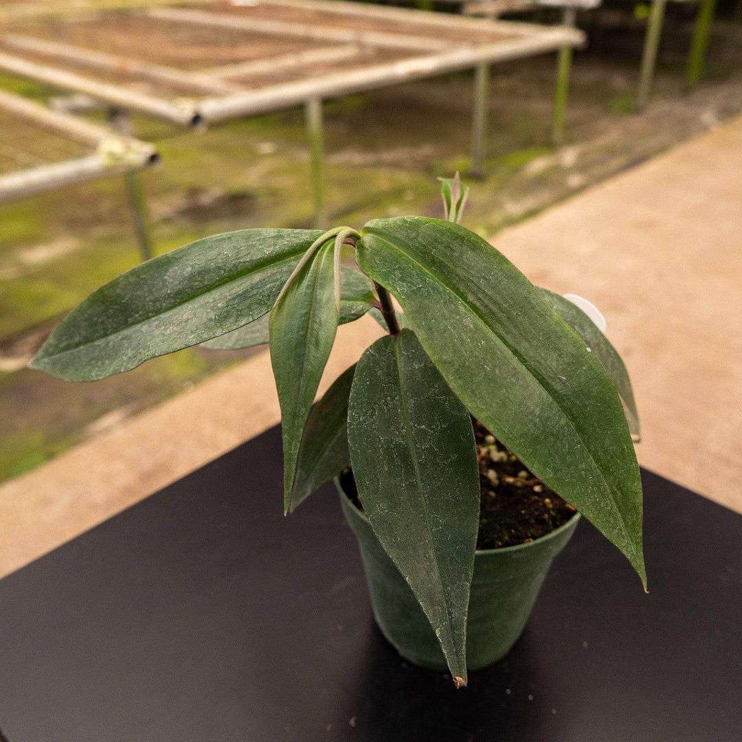 blue ginger plant indoors Dichorisandra penduliflora "Weeping Blue Ginger"