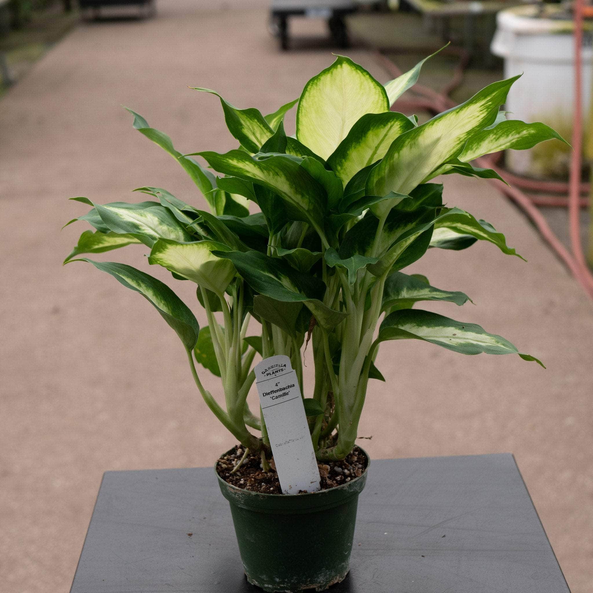 Dieffenbachia 'Camille'