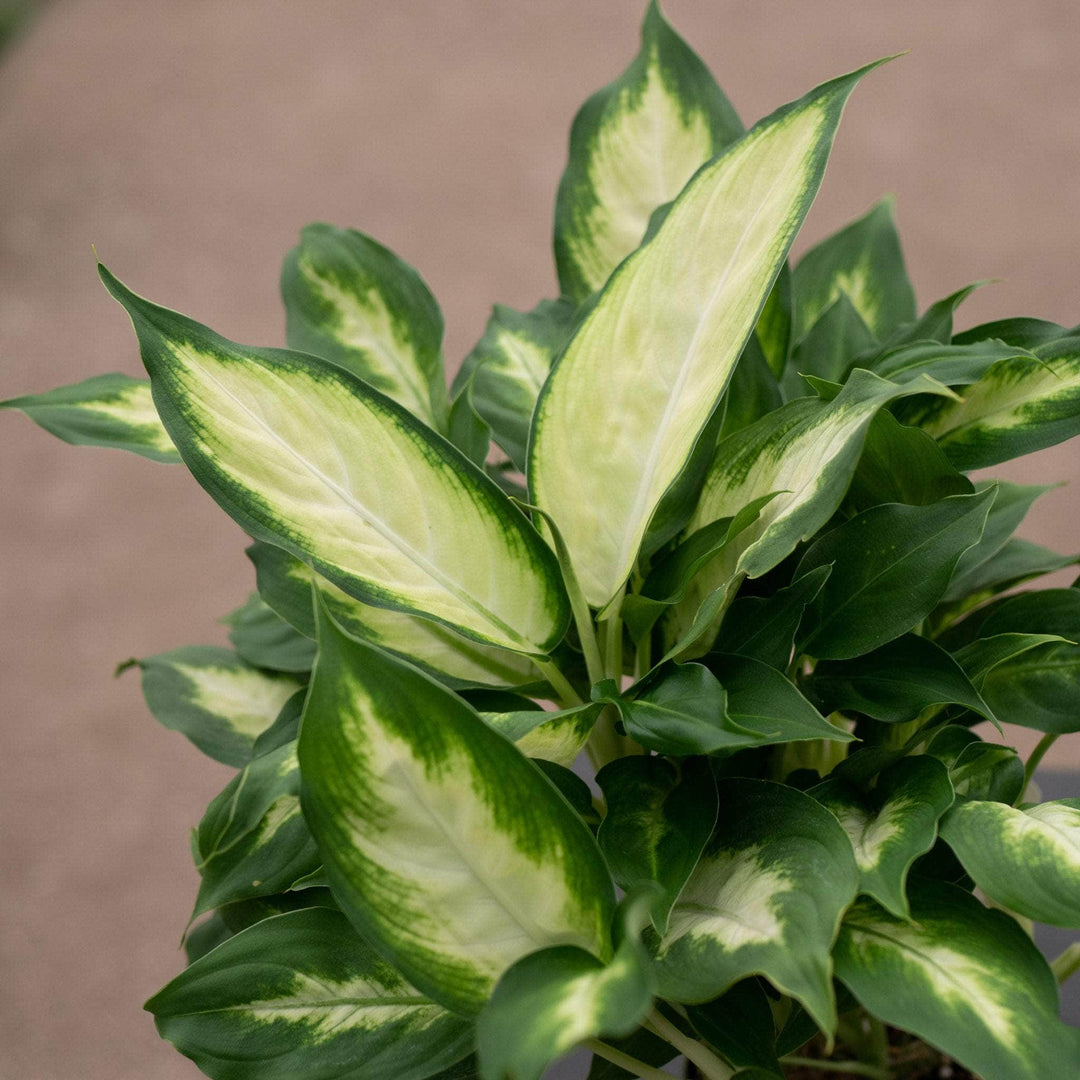 dieffenbachia camillia plant propagate Dieffenbachia 'Camille'
