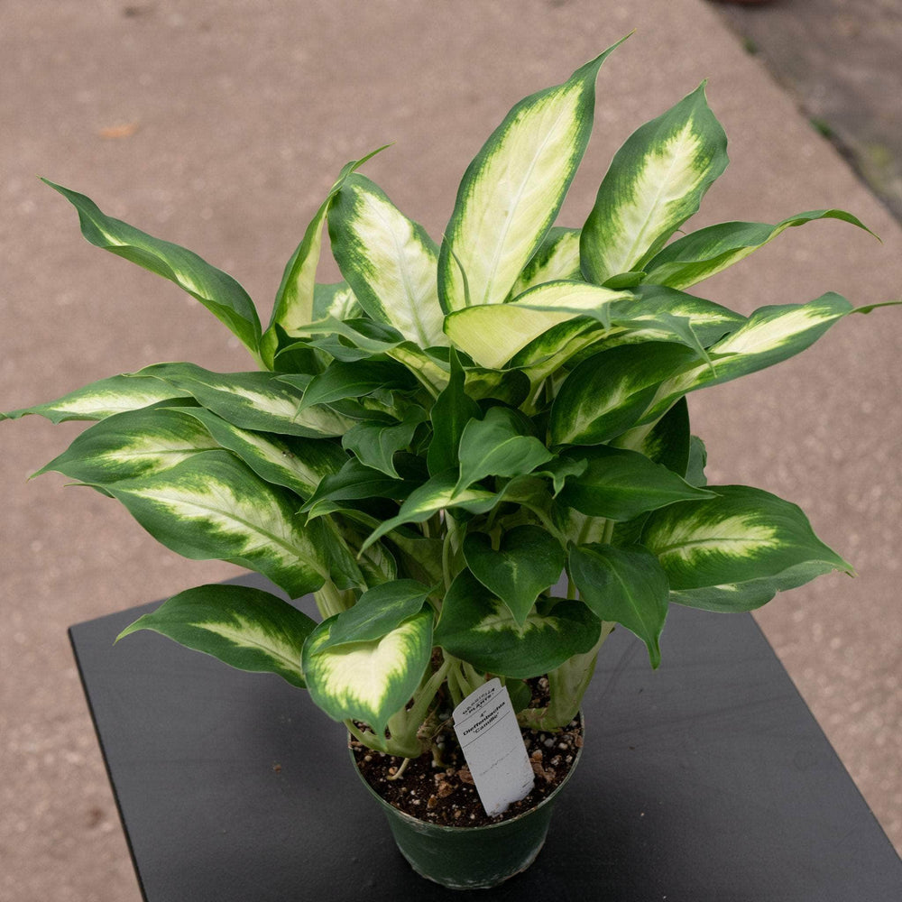 dieffenbachia camilla flower Dieffenbachia 'Camille'