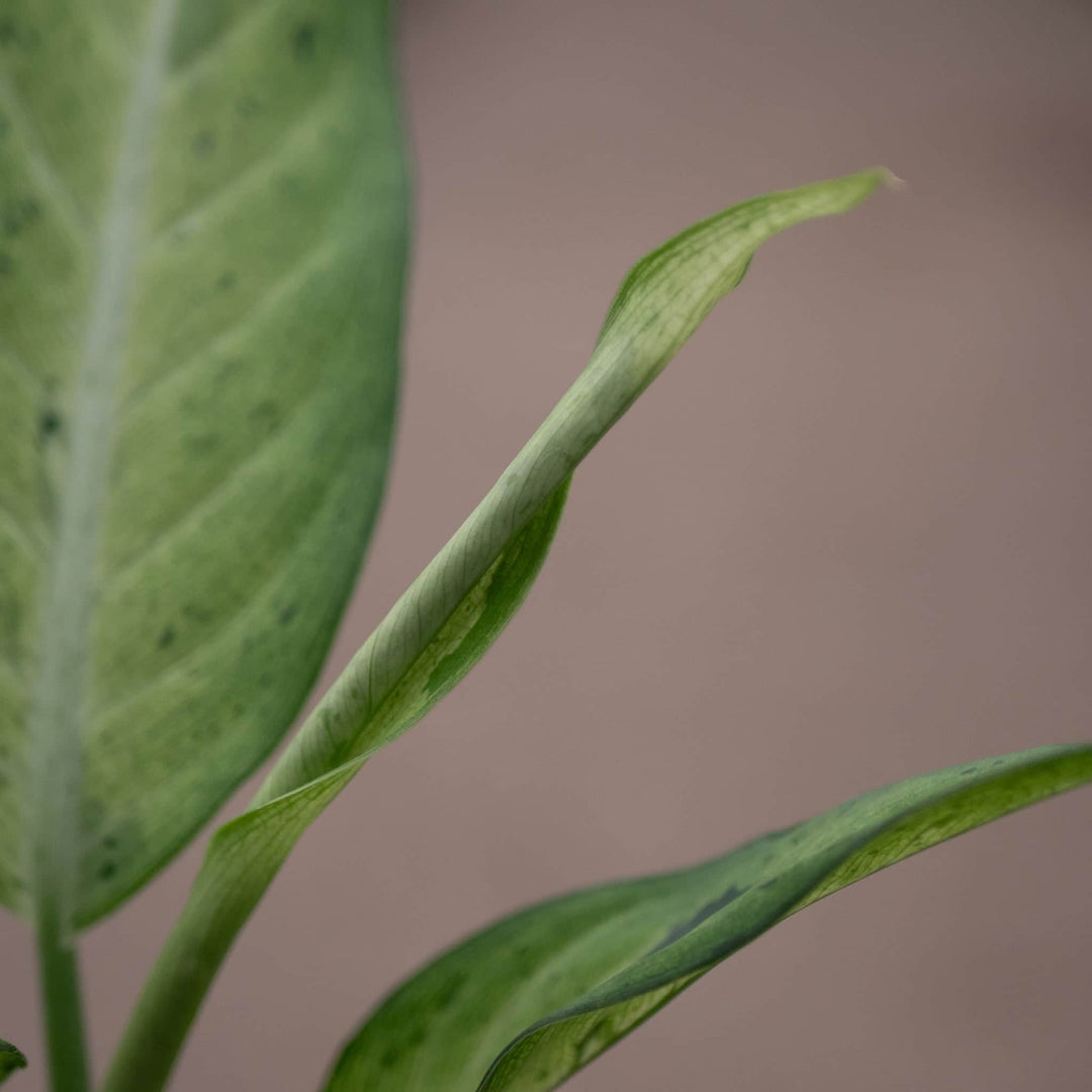 dieffenbachia camouflage size Dieffenbachia 'Camouflage'