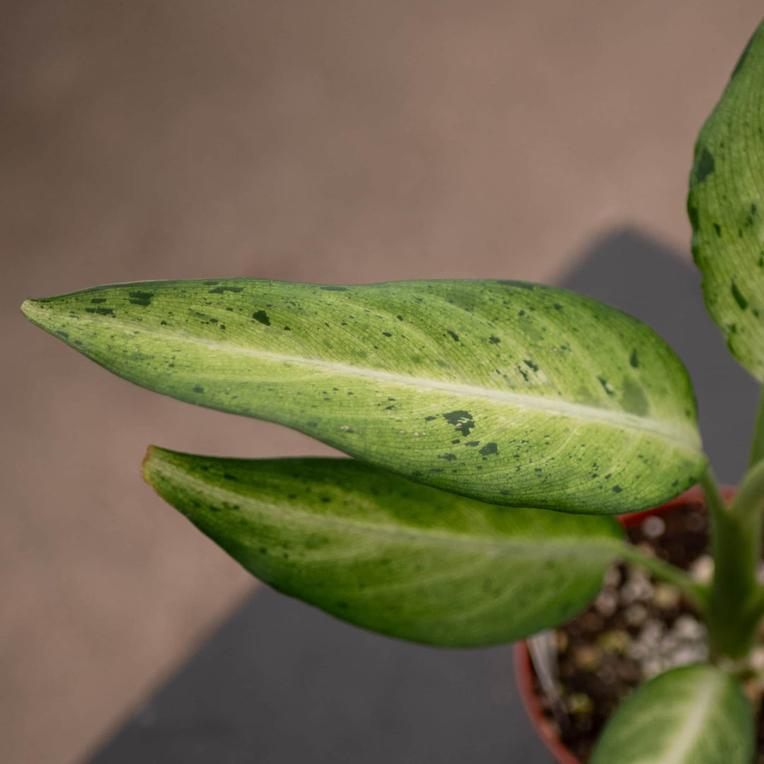 dieffenbachia camouflage variant Dieffenbachia 'Camouflage'