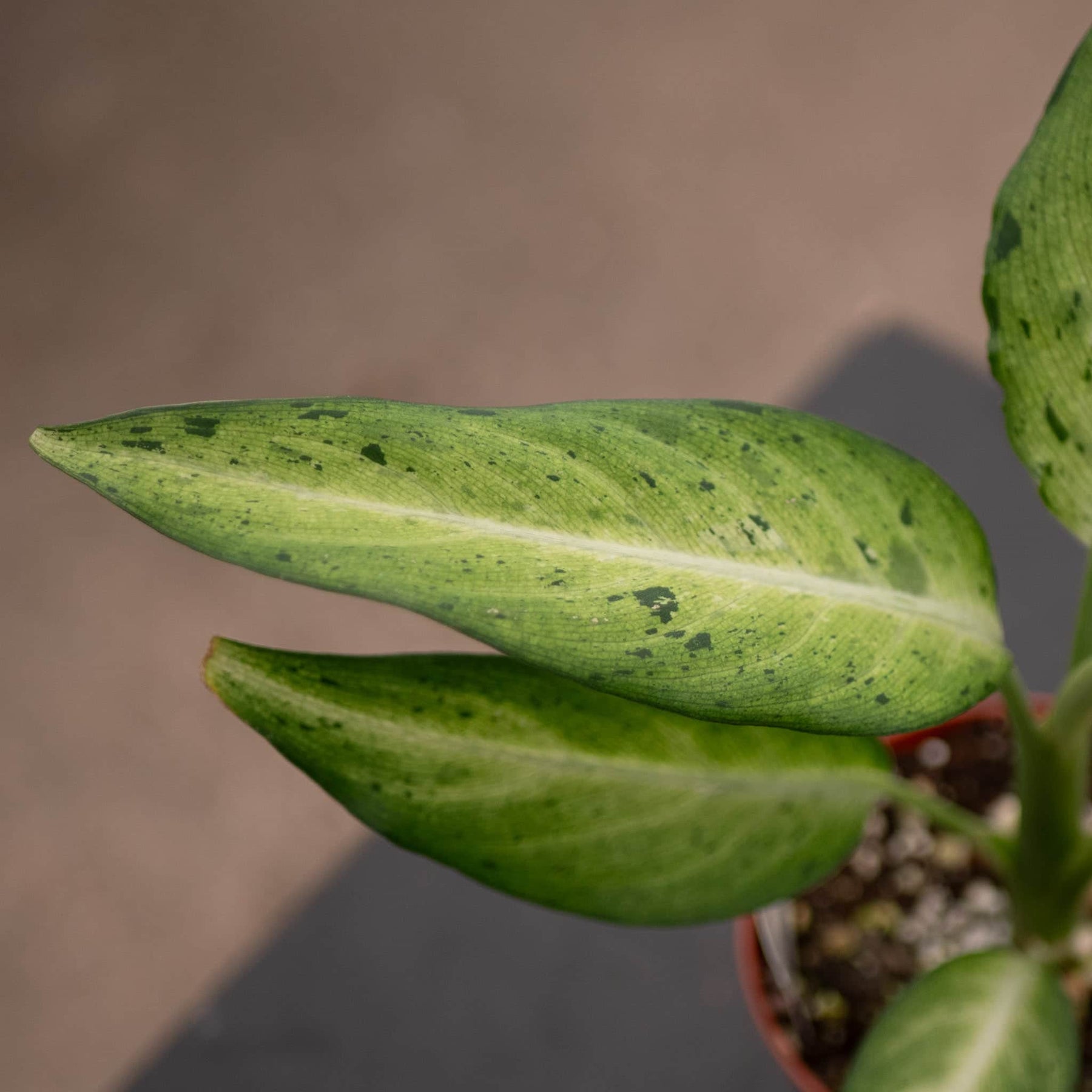 dieffenbachia camouflage height Dieffenbachia 'Camouflage'