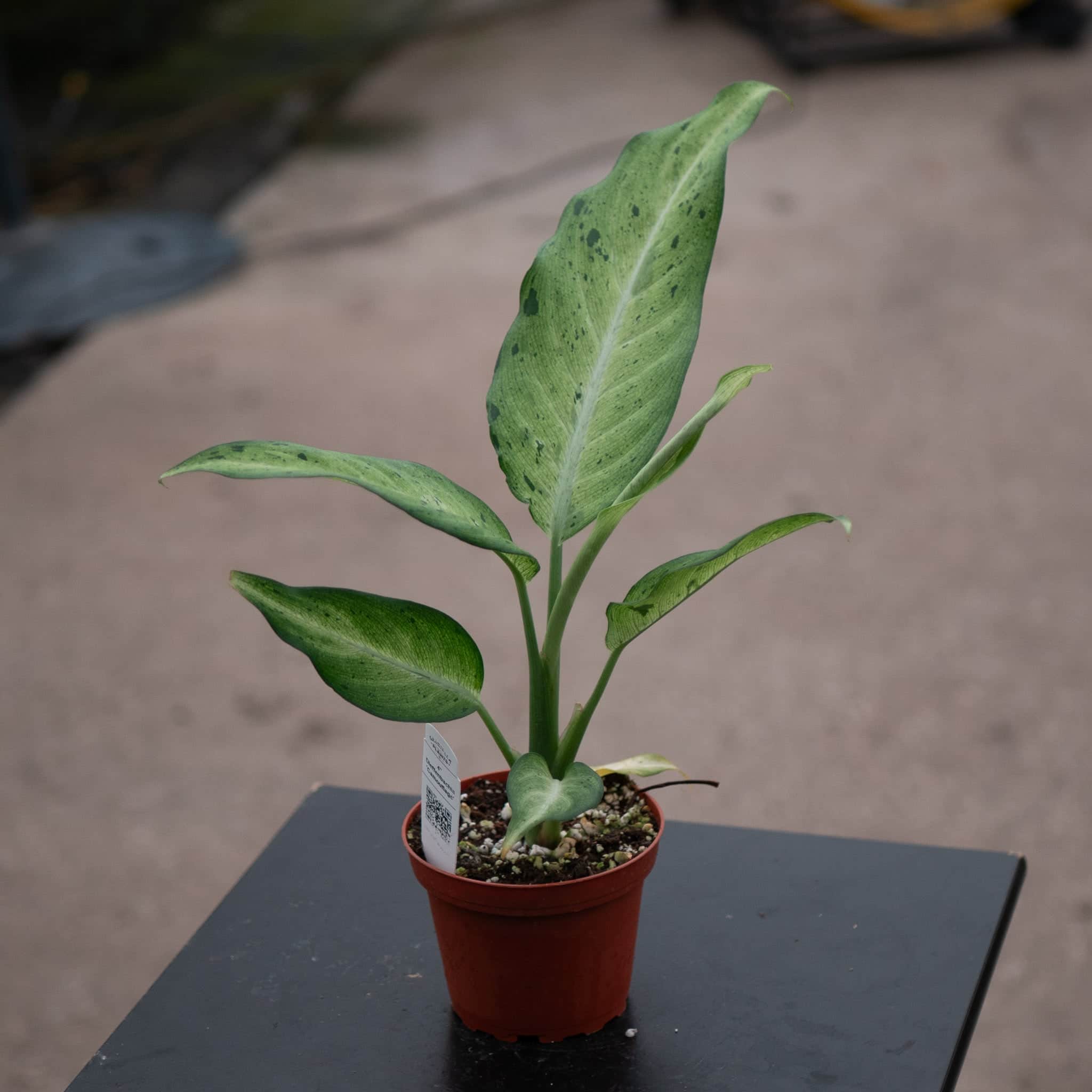 Dieffenbachia 'Camouflage' - Gabriella Plants
