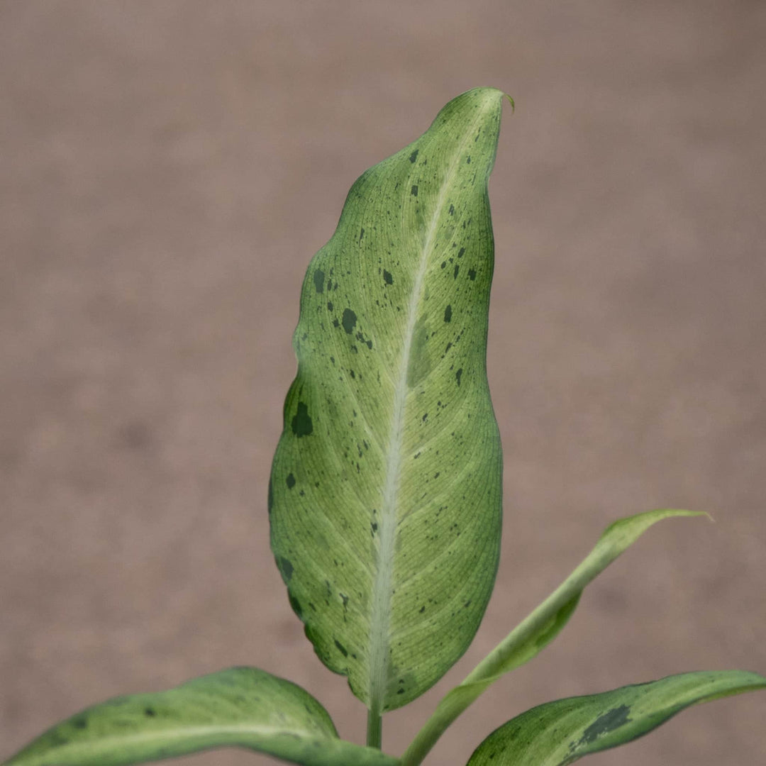 dieffenbachia camouflage variant Dieffenbachia 'Camouflage'