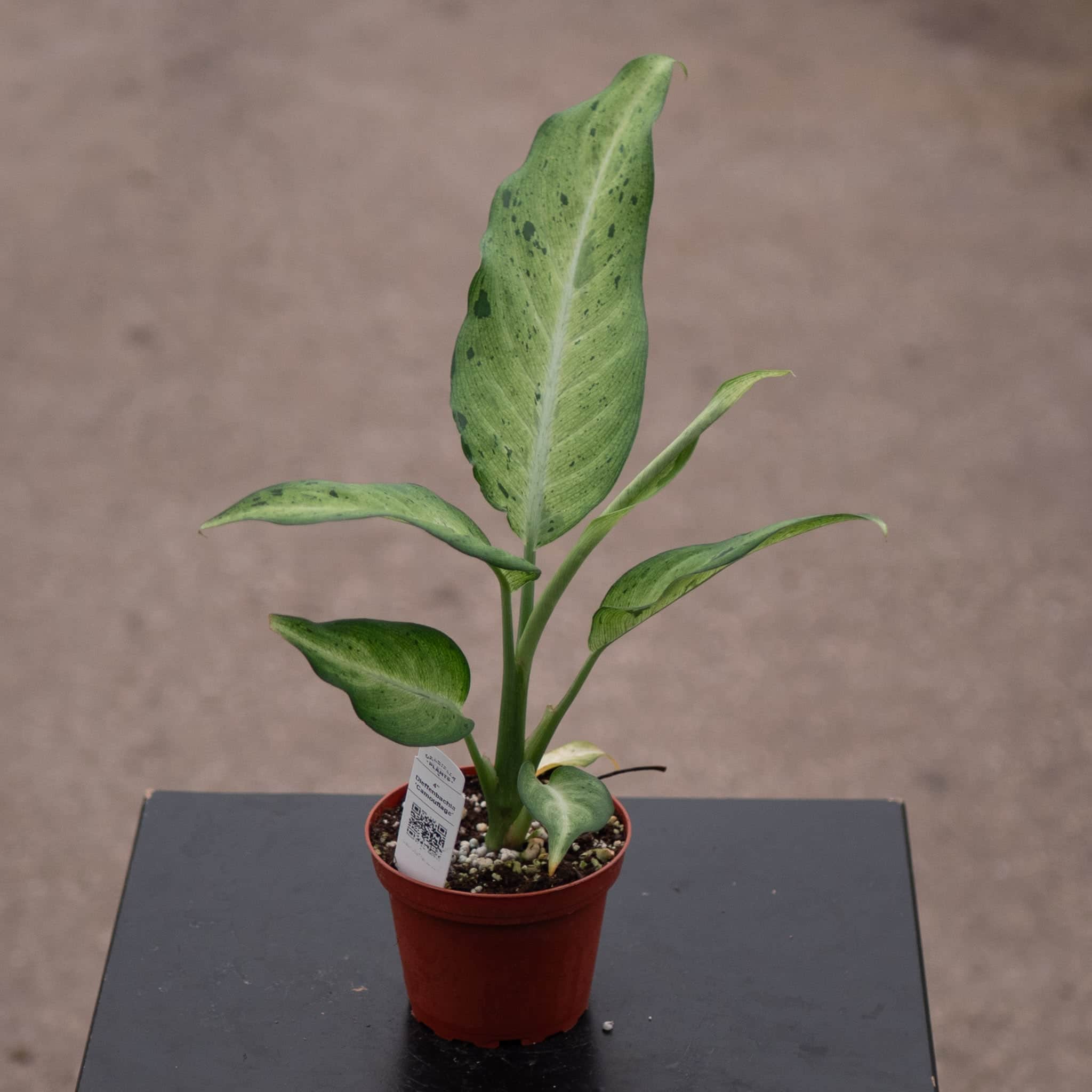 dieffenbachia for chameleons Dieffenbachia 'Camouflage'