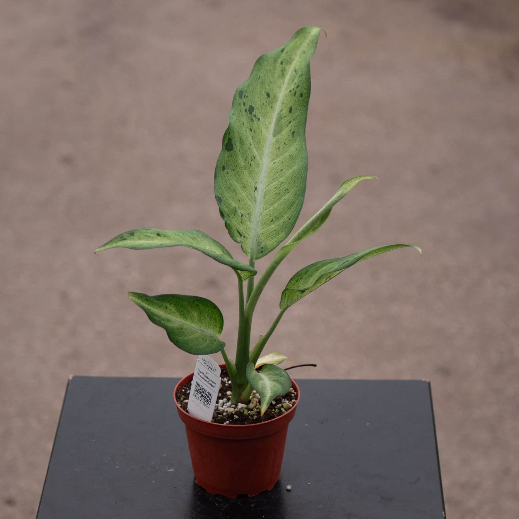 dieffenbachia silver Dieffenbachia 'Camouflage'