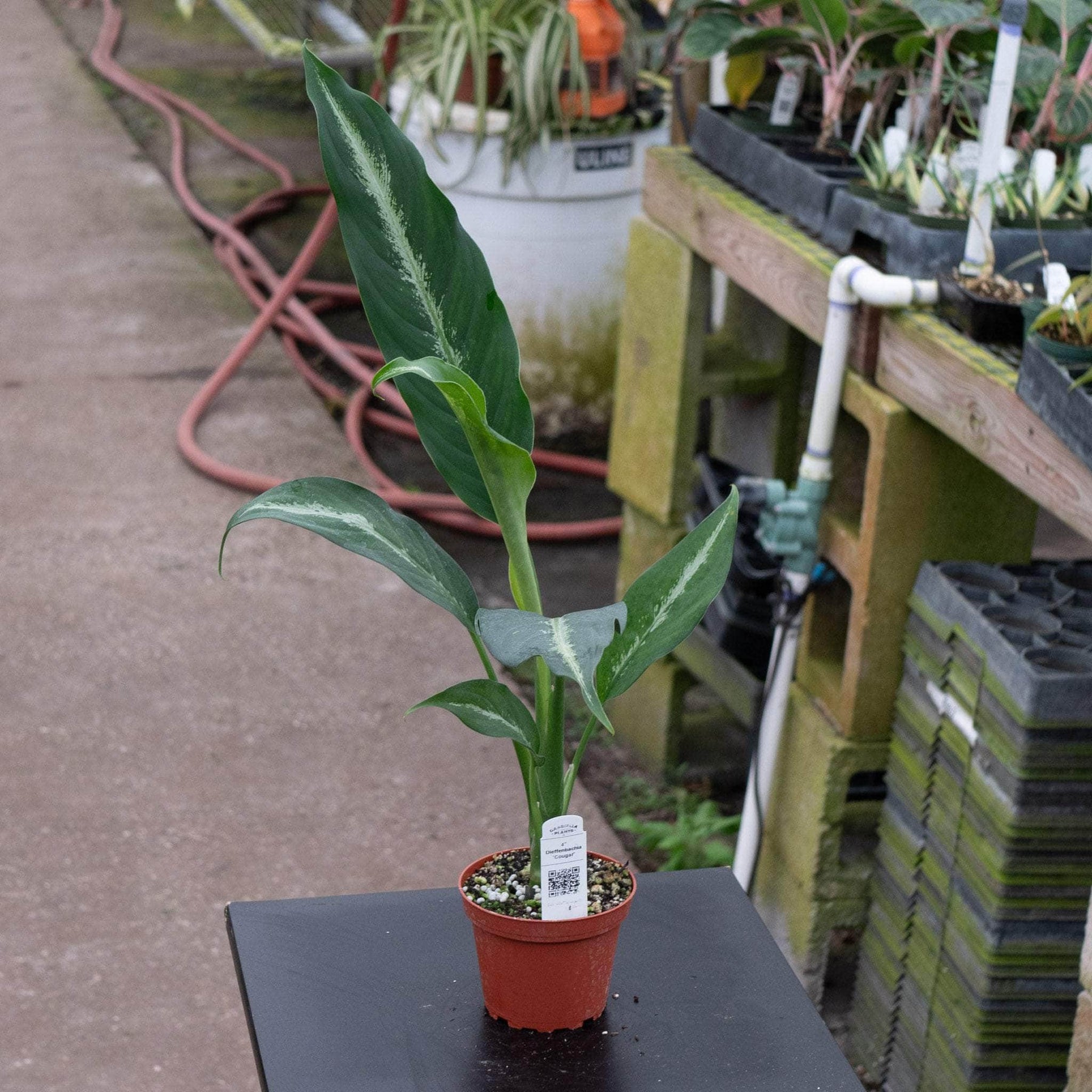 dieffenbachia cougar Dieffenbachia 'Cougar'