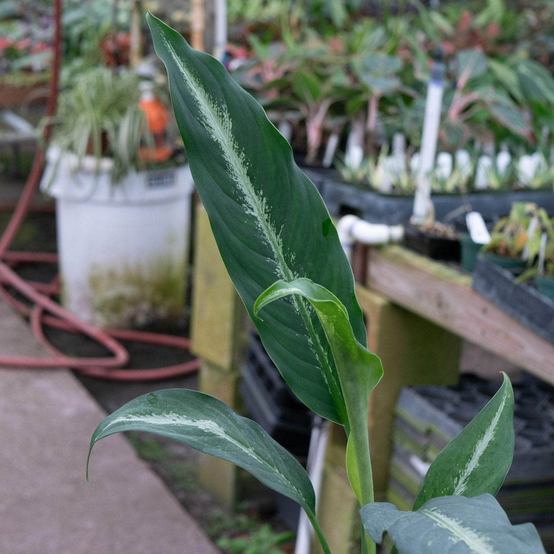 dieffenbachia cougar Dieffenbachia 'Cougar'