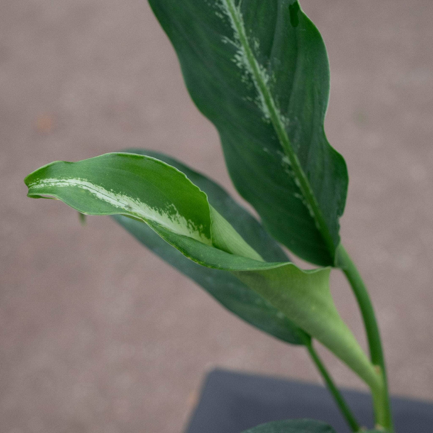 dieffenbachia ableger Dieffenbachia 'Cougar'