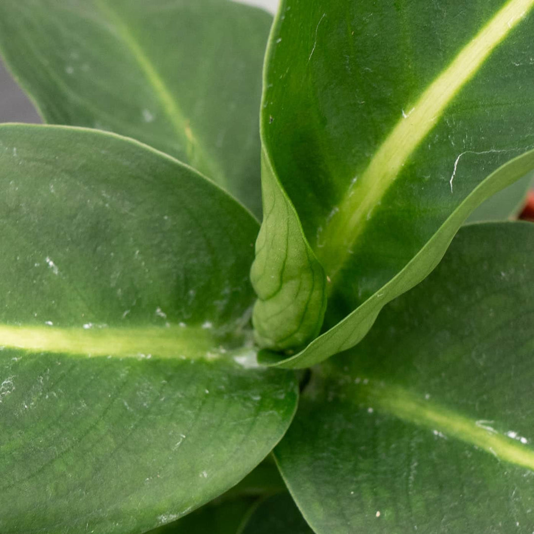 all green dieffenbachia Dieffenbachia 'Green Magic'