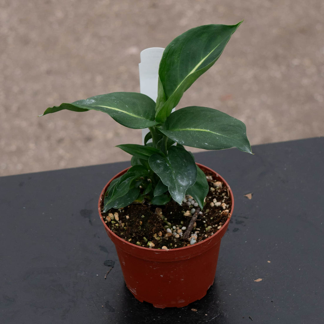 dieffenbachia green magic plant Dieffenbachia 'Green Magic'