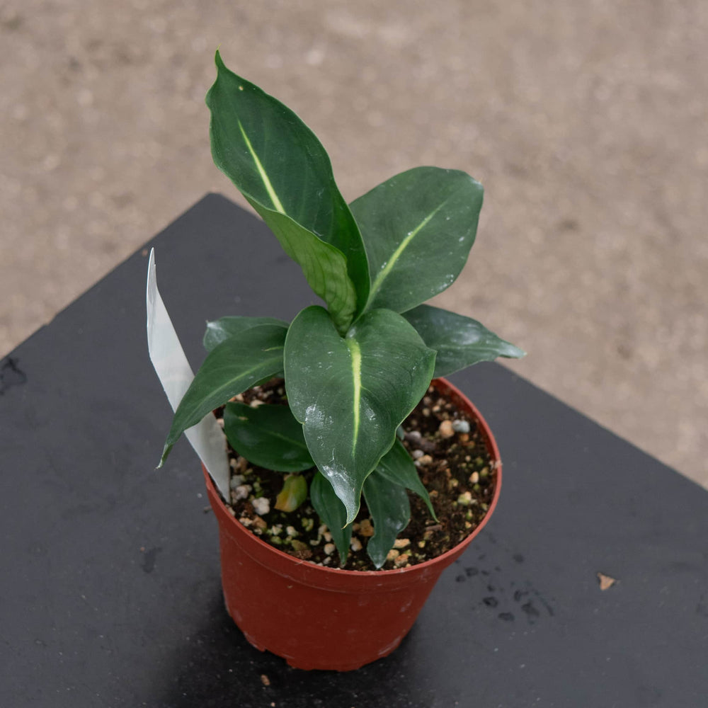 Gabriella Plants Dieffenbachia 4" Dieffenbachia 'Green Magic'