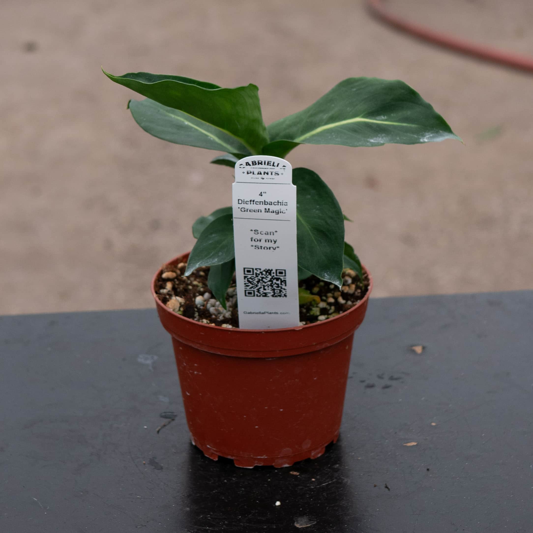 magic plant Dieffenbachia 'Green Magic'