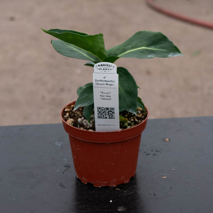 Gabriella Plants Dieffenbachia 4" Dieffenbachia 'Green Magic'