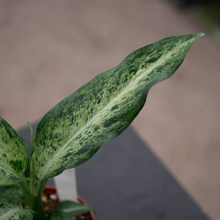 Gabriella Plants Dieffenbachia 4" Dieffenbachia 'Maui Wowie'