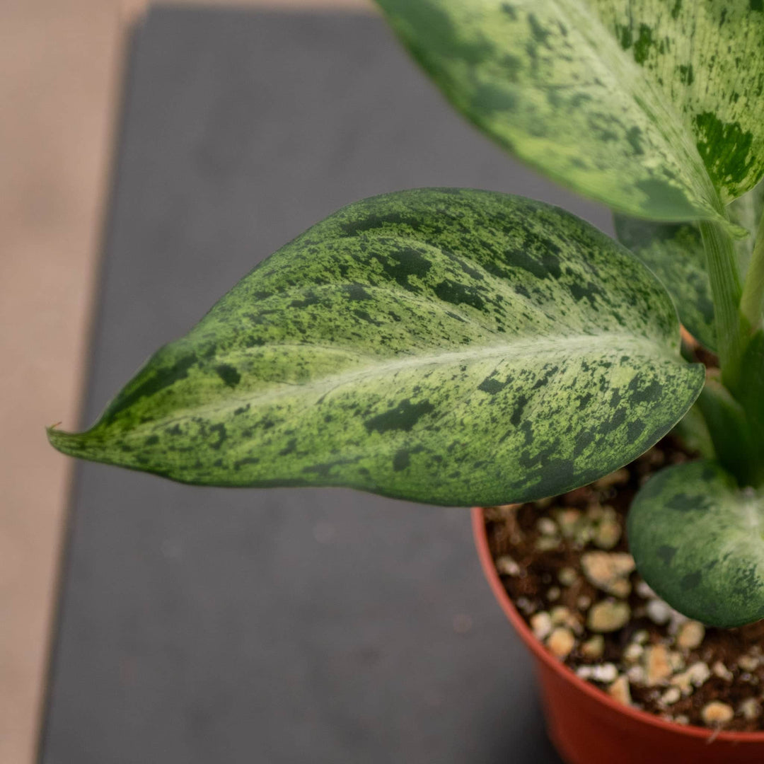 dieffenbachia macula Dieffenbachia 'Maui Wowie'