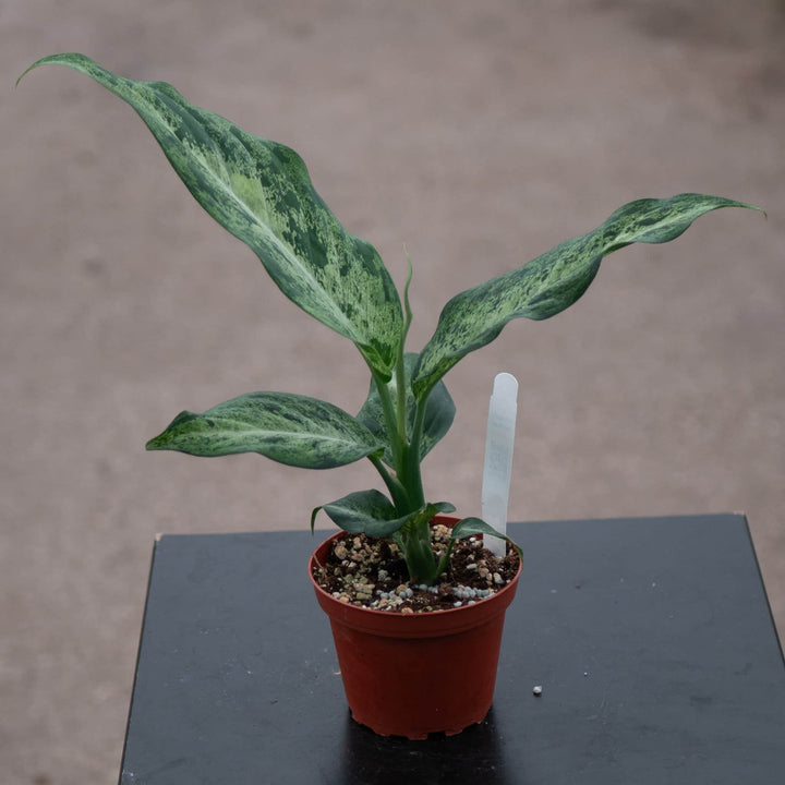 Gabriella Plants Dieffenbachia 4" Dieffenbachia 'Maui Wowie'