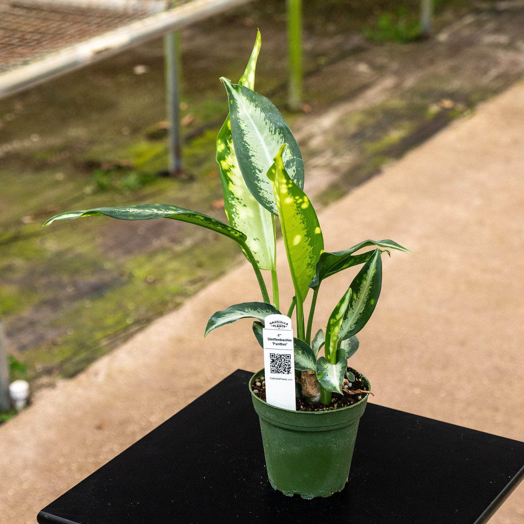 dieffenbachia panther Dieffenbachia 'Panther'