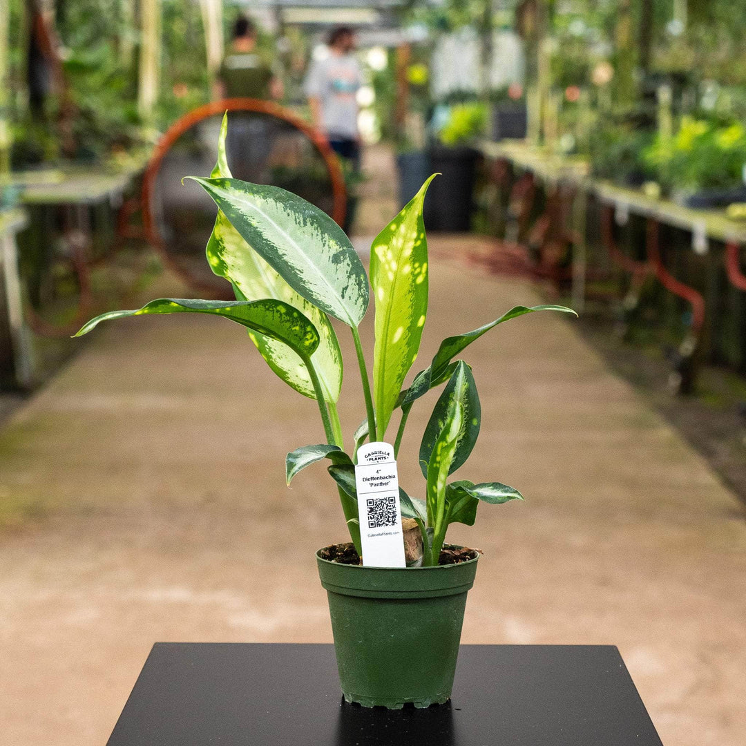 dieffenbachia panther plant care Dieffenbachia 'Panther'