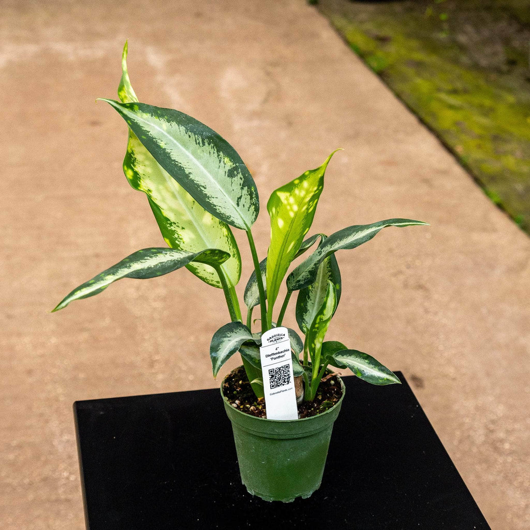dieffenbachia panther size Dieffenbachia 'Panther'