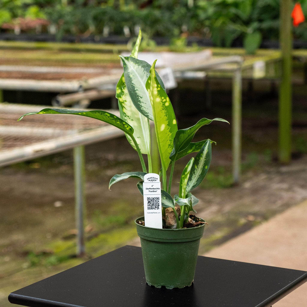 dieffenbachia panther plant care Dieffenbachia 'Panther'