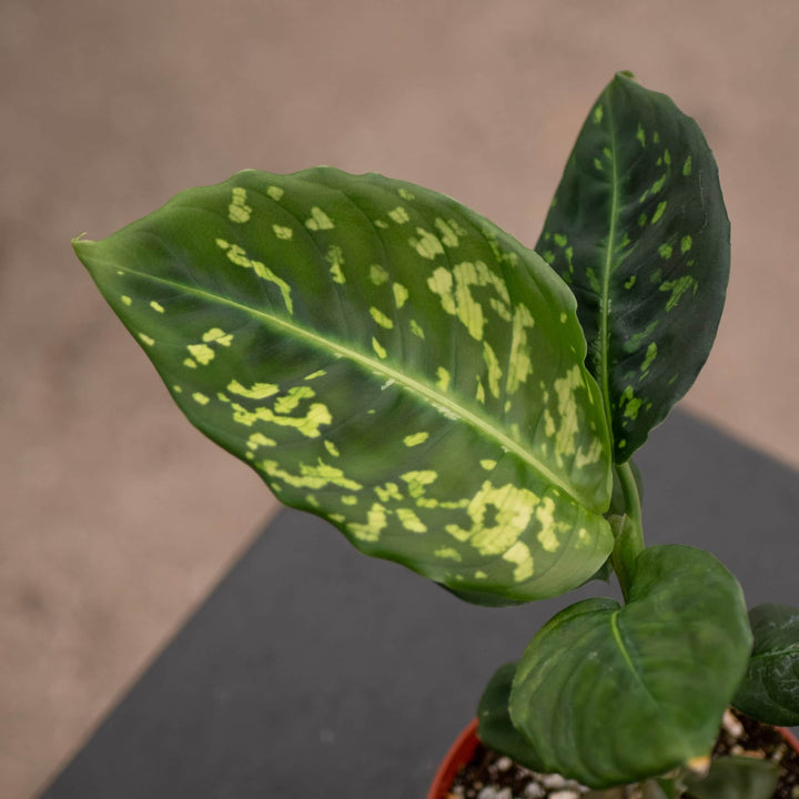 Gabriella Plants Dieffenbachia 4" Dieffenbachia 'Reflector'